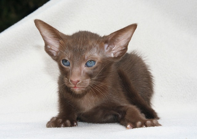 oriental shorthair cats