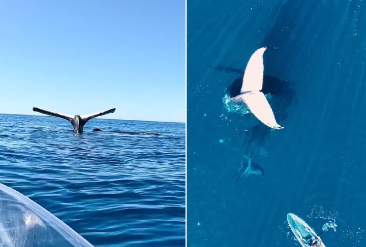 video of whale tail sailing out of water