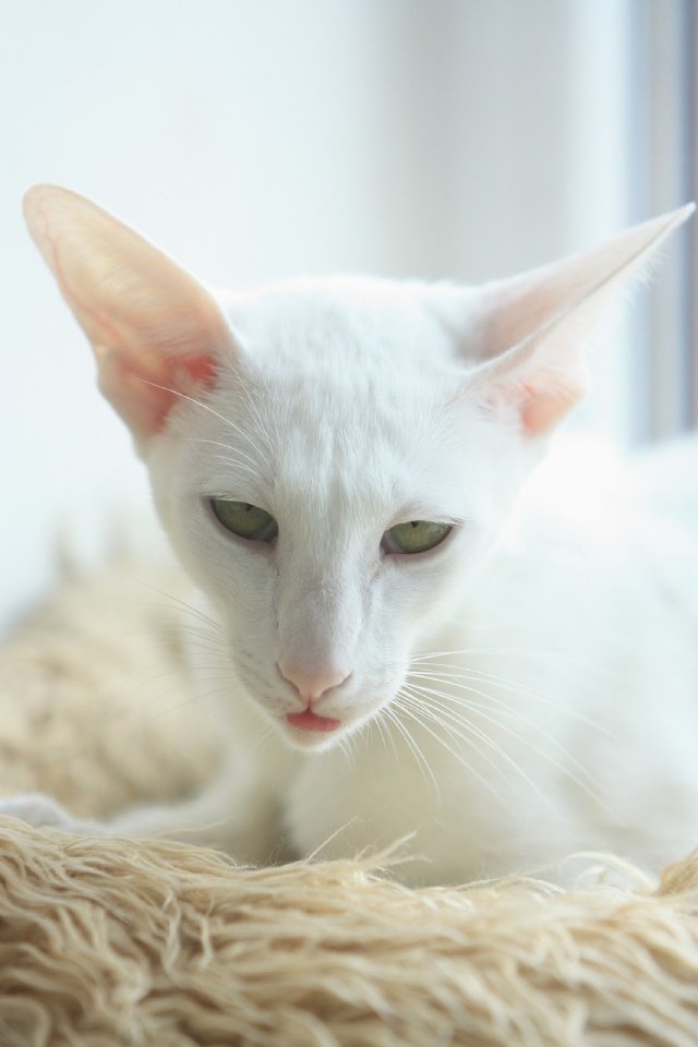  oriental short hair cats