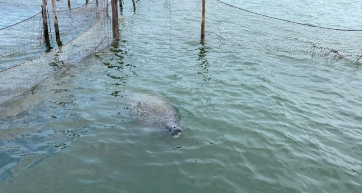 manatee rescue