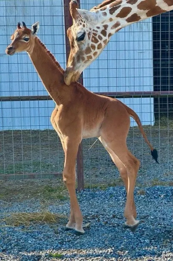 spotless giraffe