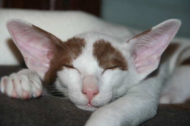 oriental short hair cat 