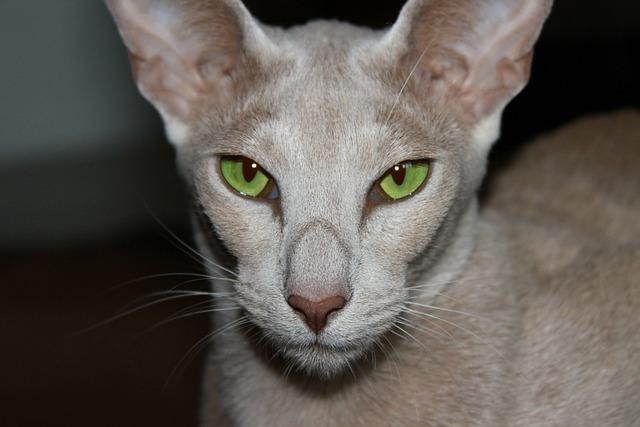  oriental shorthair cats