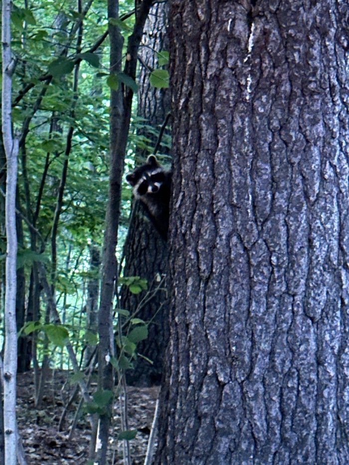 raccoon spy camping