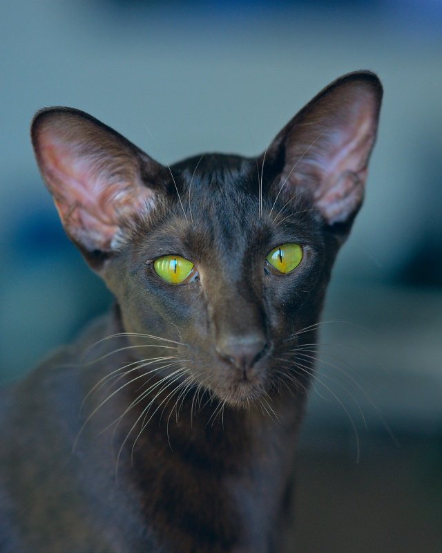  oriental short hair cat