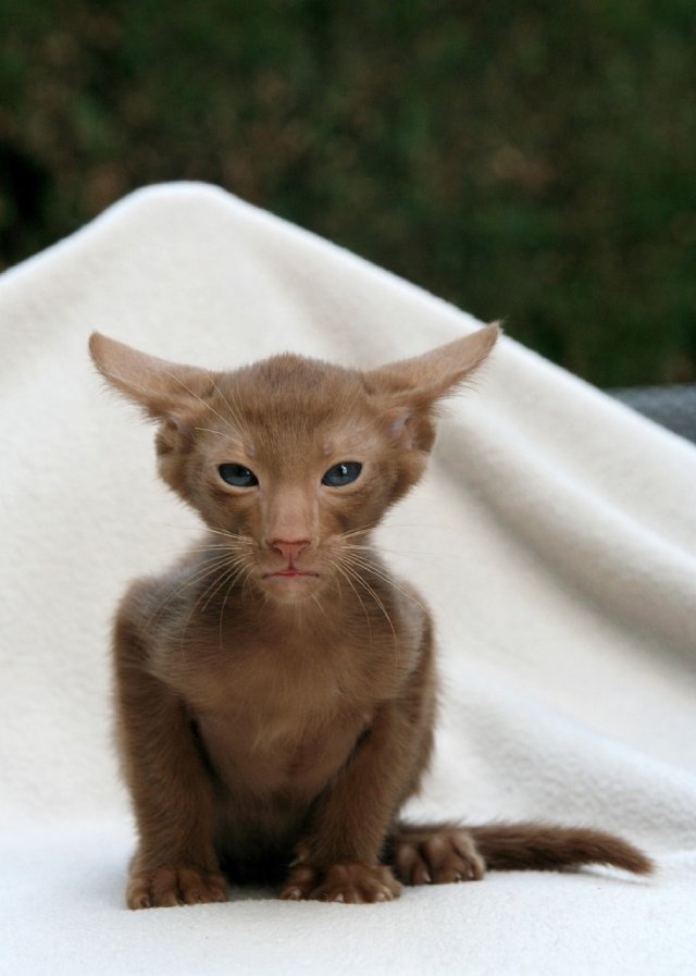  oriental shorthair cats