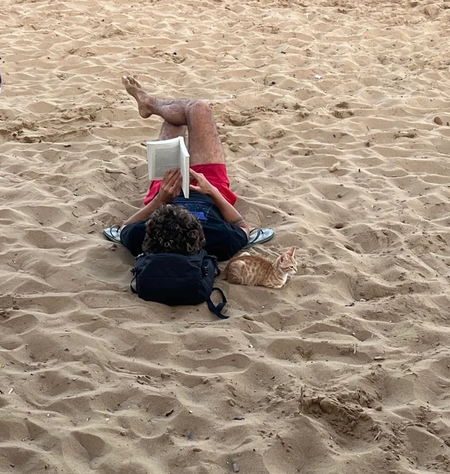 cat loves the beach