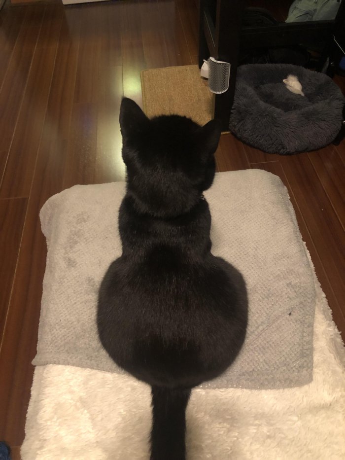 cat booty