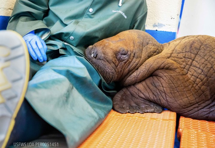 baby walrus calf