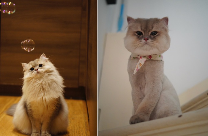 floof cat groomed