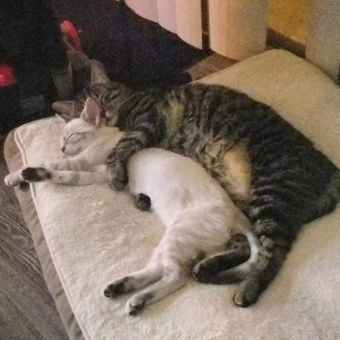 cats snuggling