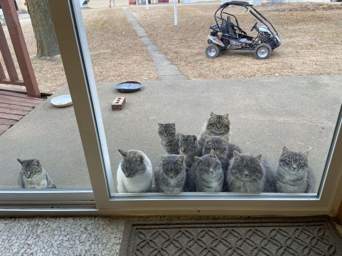 barn cats