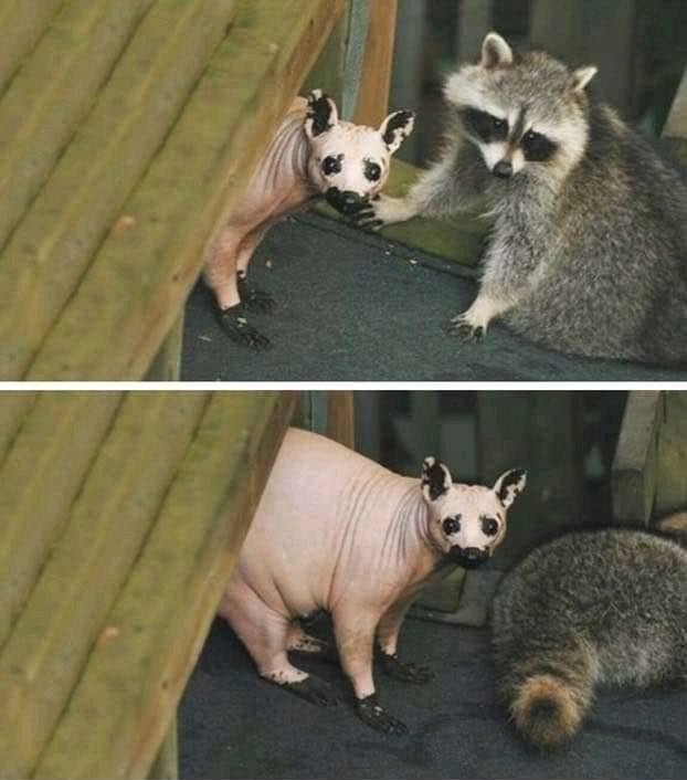 raccoon