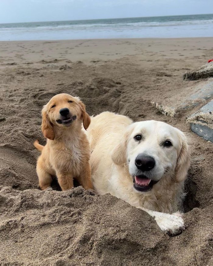 dog smile on the beach