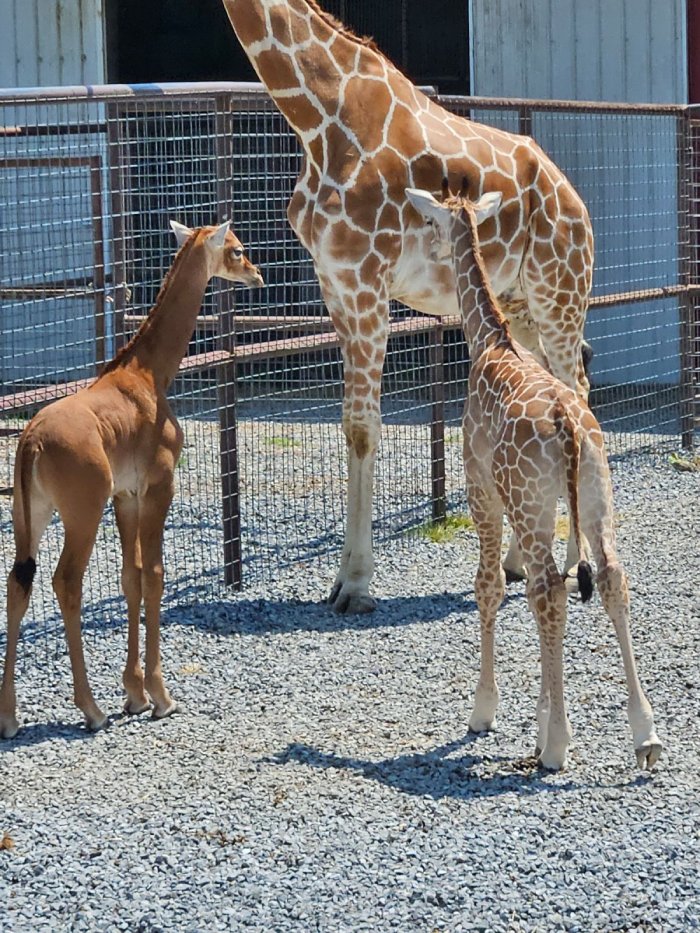 spotless giraffe