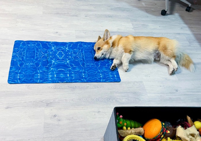 cooling mat corgi