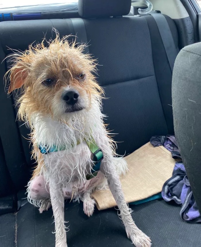 dog in storm