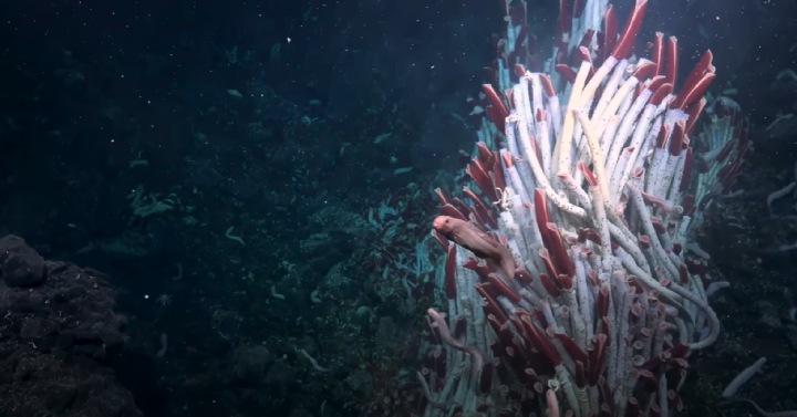 scientists find new ecosystem under ocean floor