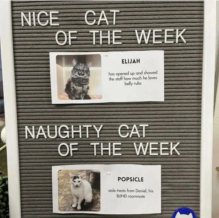 naughty cat of the week