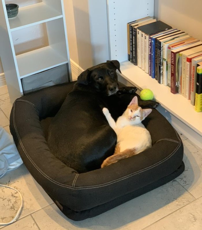 cat and dog cuddles