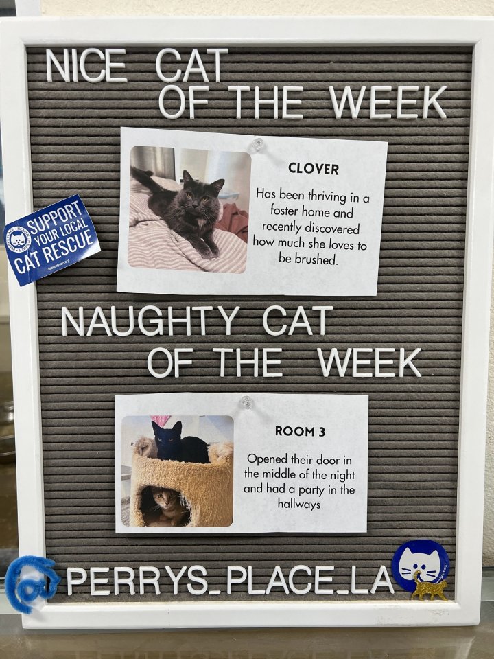 naughty cat of the week