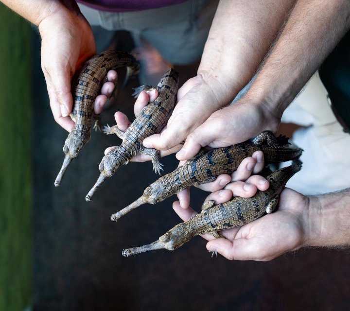crocodiles fort worth zoo
