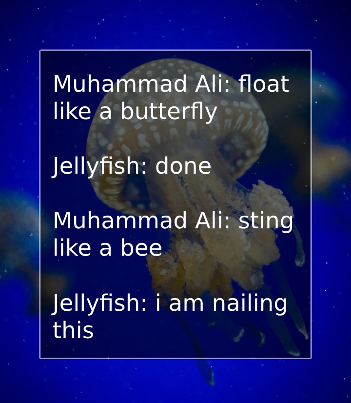 muhammed ali jellyfish