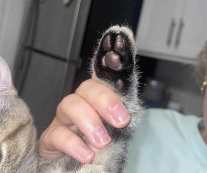 cat 2 toe beans