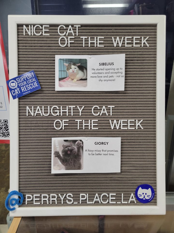 naughty cat of the week