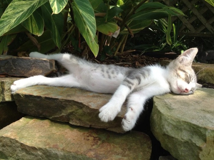 napping in the yard