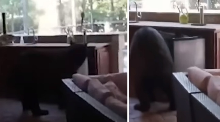 bear breaks in house drinks white claws