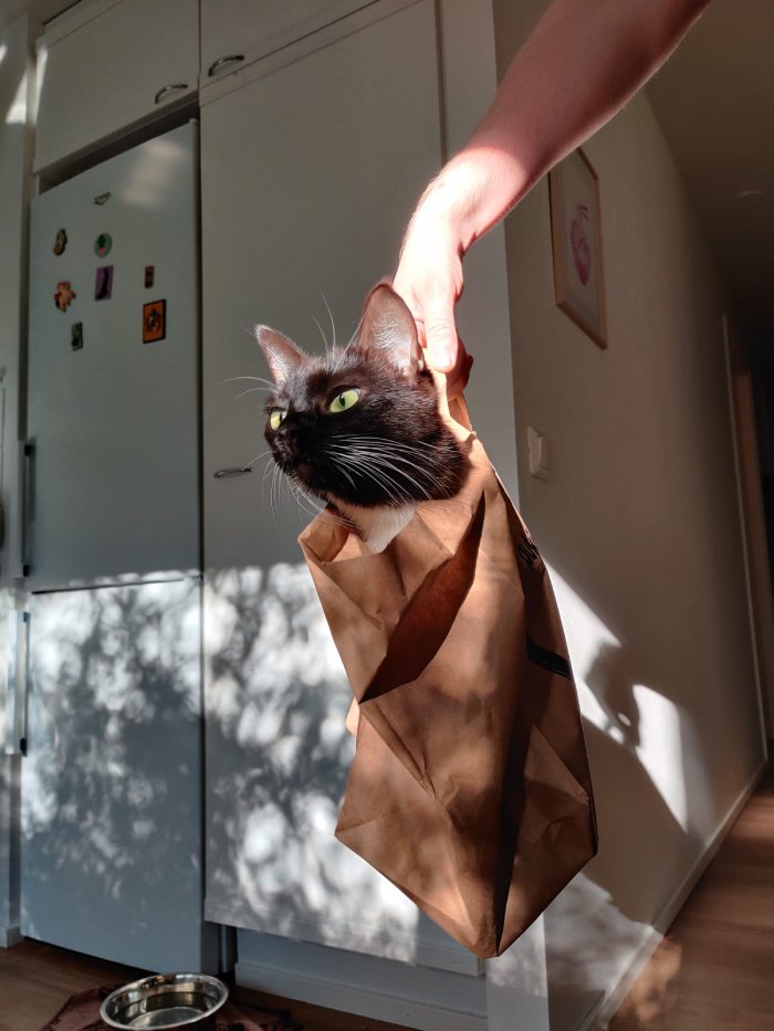 cat in paper bag