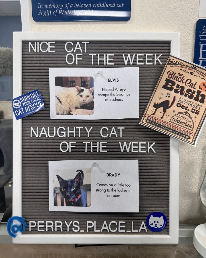 naughty cat of the week