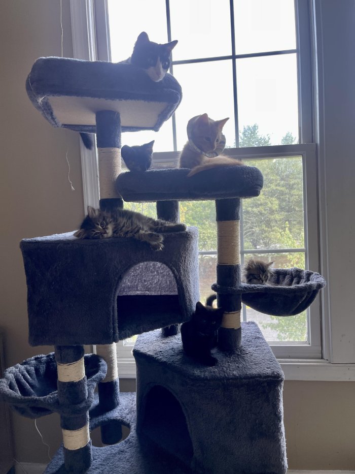 cat tree bloomed