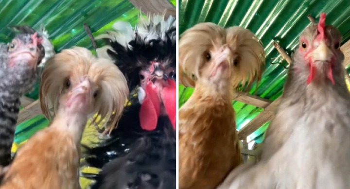 dancing chickens on tiktok