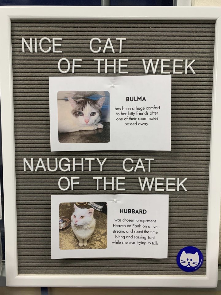 naughty cat of the week