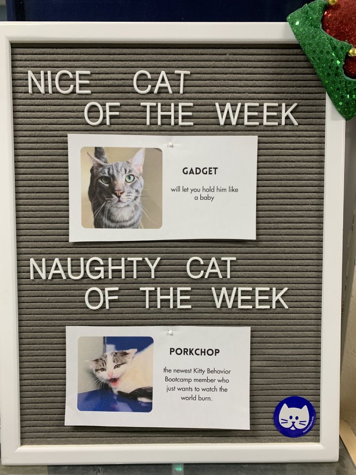 naughty cat of the week