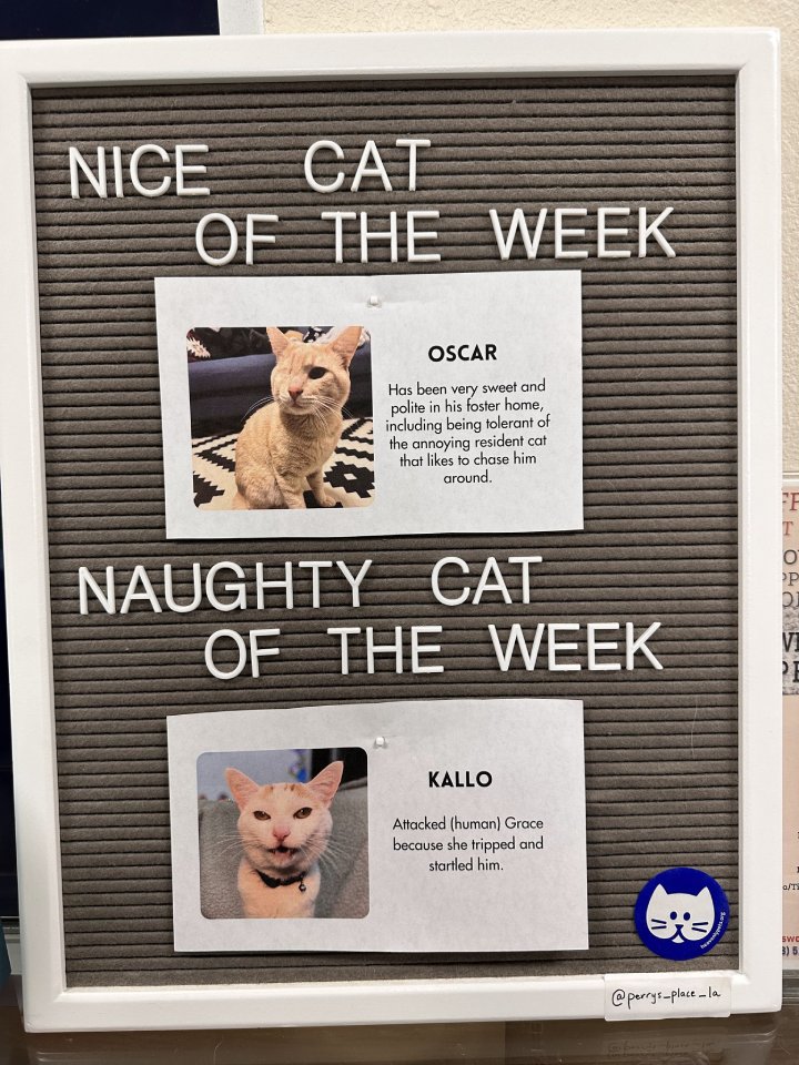 naughty cat of the week