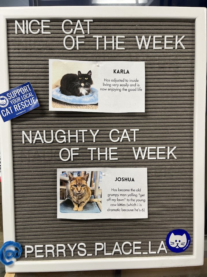 naughty cat of the week
