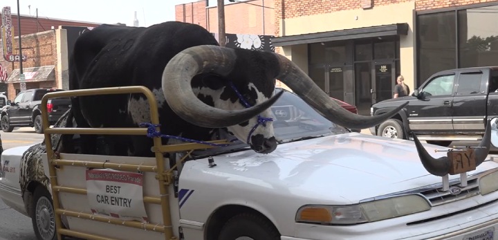 bull riding shotgun