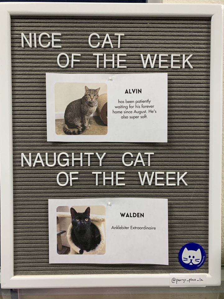 naughty cat of the week