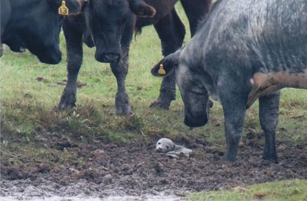 cows find seal