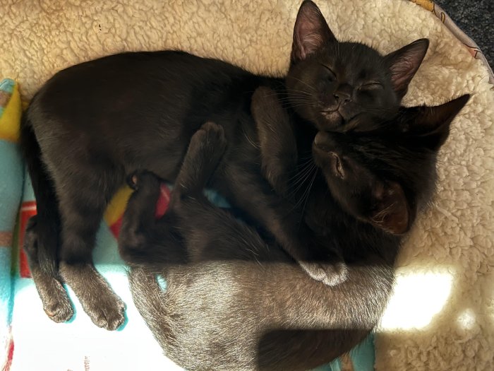 kittens snuggling