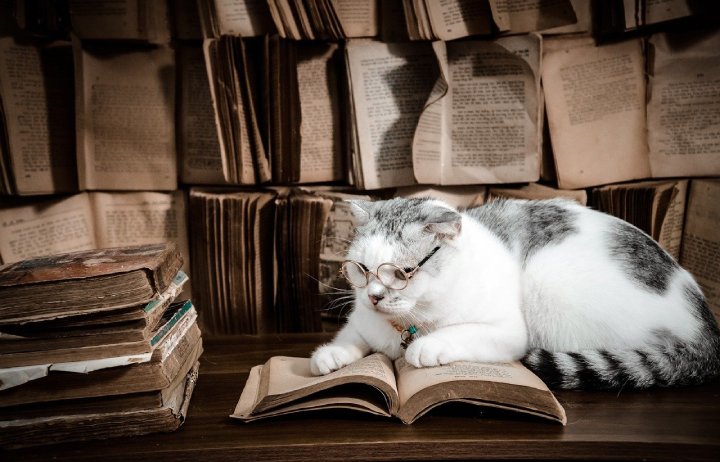 cat books