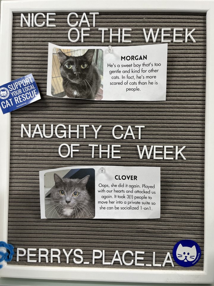 naughty cat of the week