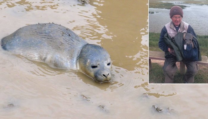 cows find seal