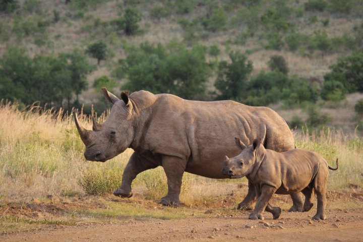 rhinos good news
