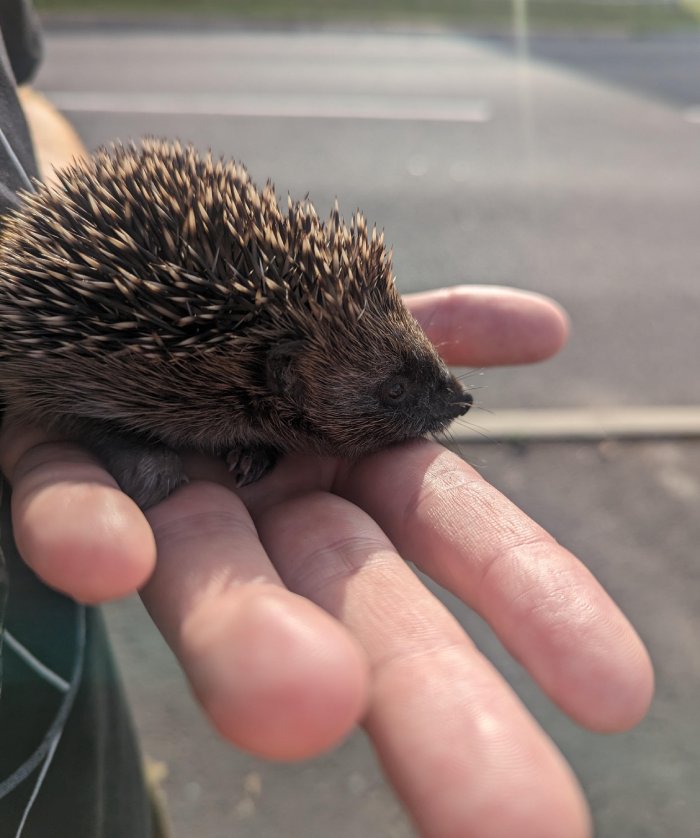 hedgehog in the wild