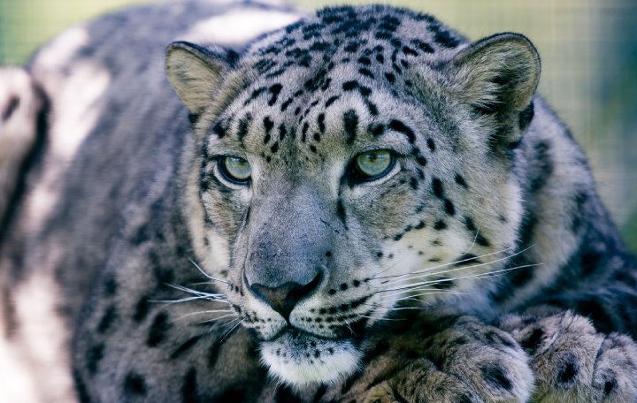 snow leopard bhutan