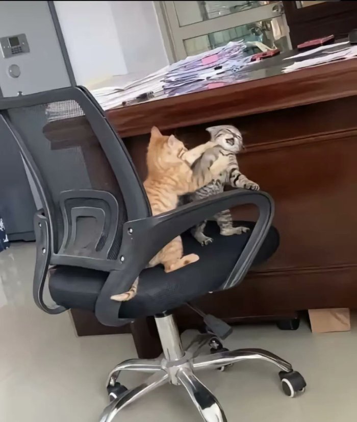 cats in fight at office